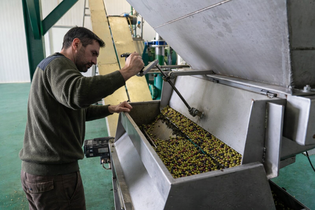 Hombre trabajando con aceitunas en fábrica. Pequeña y mediana empresa catalana. Creación de Contenido visual. Molt Bé